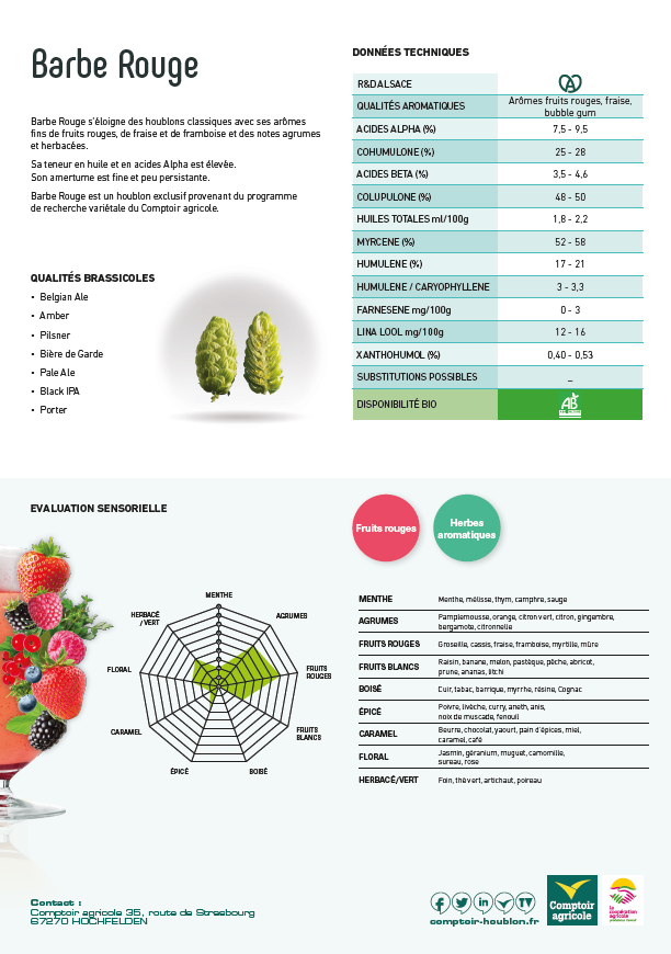 Fiche technique variété houblon barbe rouge